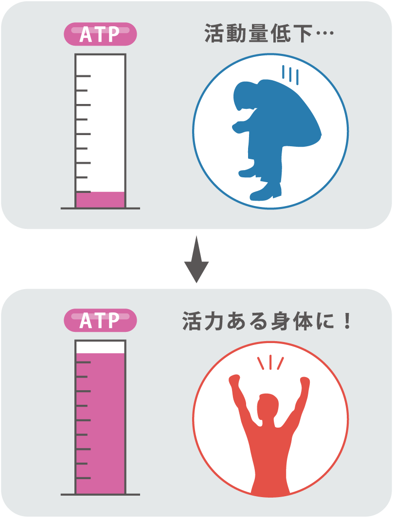 ATP量の変化